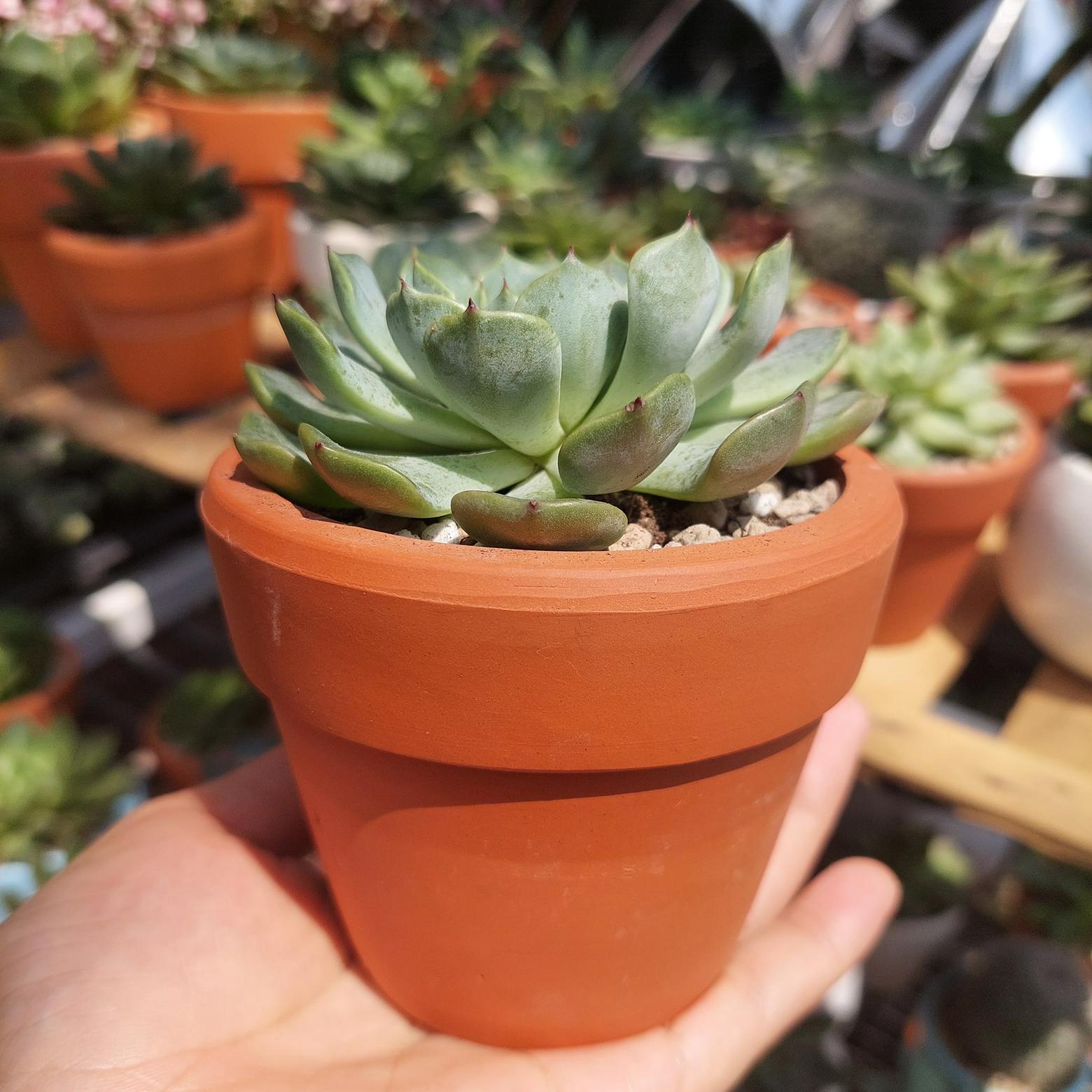 Chậu đất nung trồng sen đá